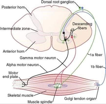 Peripheral and Lower Motor Neuron Lesions