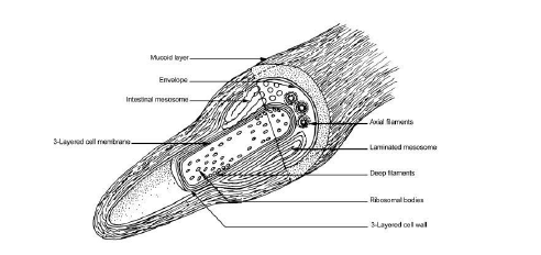 Spirochaetal Infections