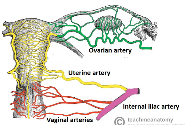 Carcinoma of the Cervix