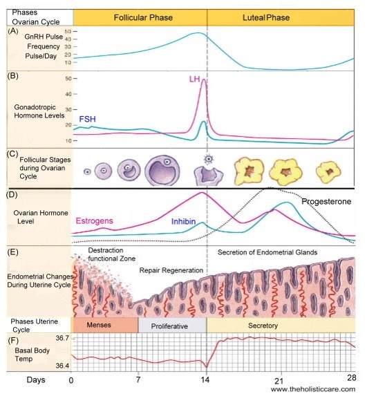 Anatomy of the Female Genital Tracts; Abnormal Development