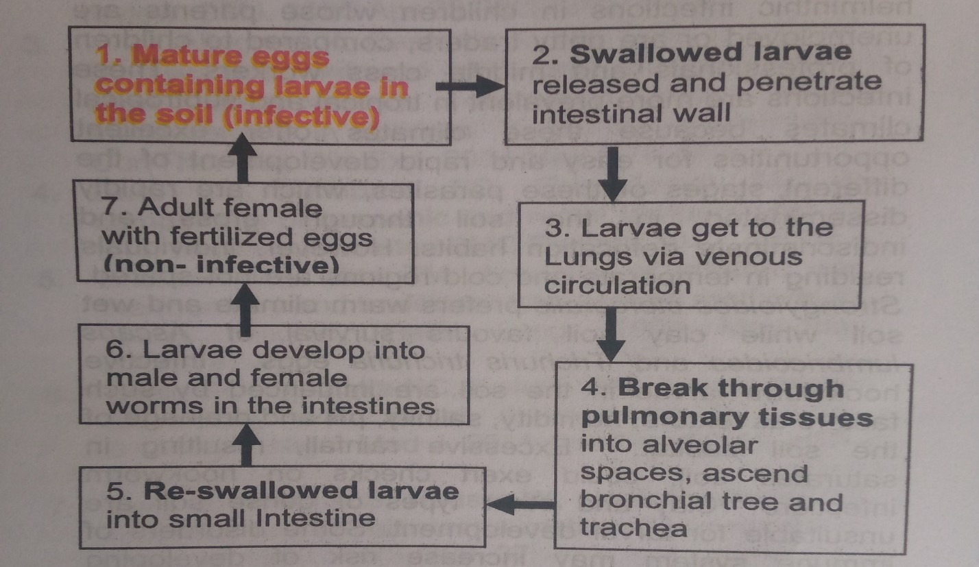 Intestinal Helminthic Infestations
